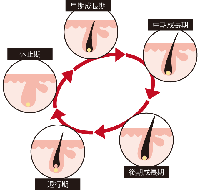 正常なヘアサイクル