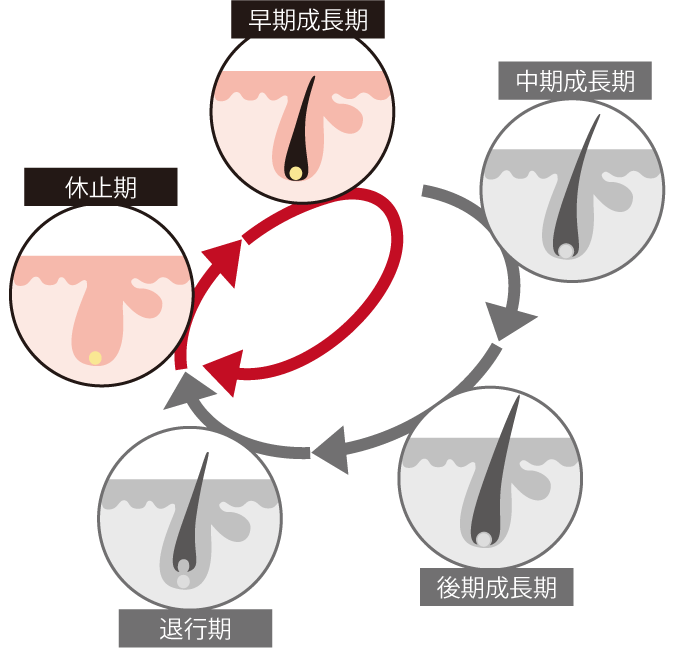 AGAのヘアサイクル