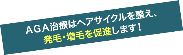 AGA治療はヘアサイクルを整え、発毛・増毛を促進します!