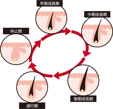 正常なヘアサイクル