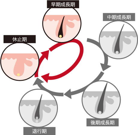 AGAのヘアサイクル